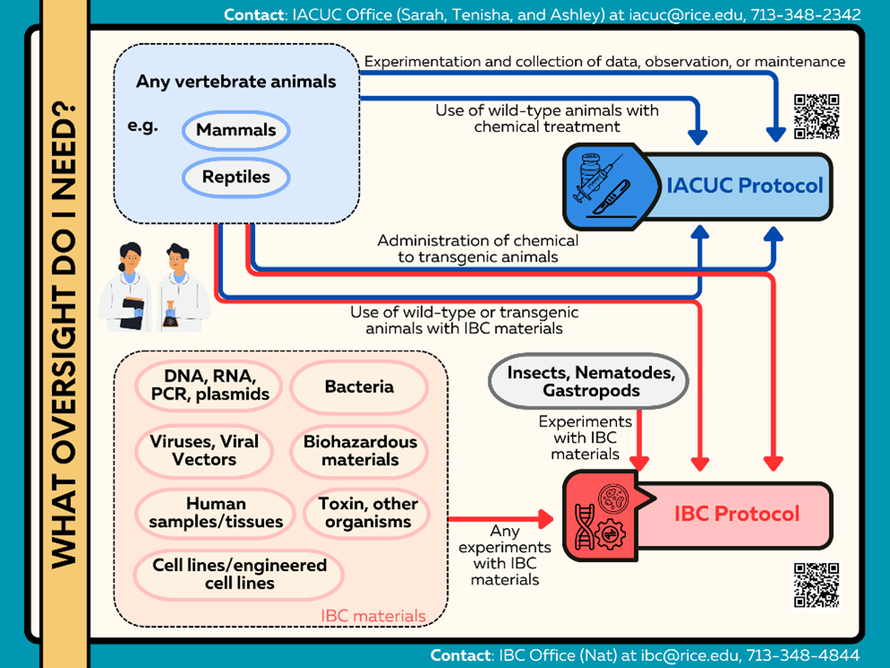 Flowchart describing which situations require oversight by the IBC, IACUC, or both.