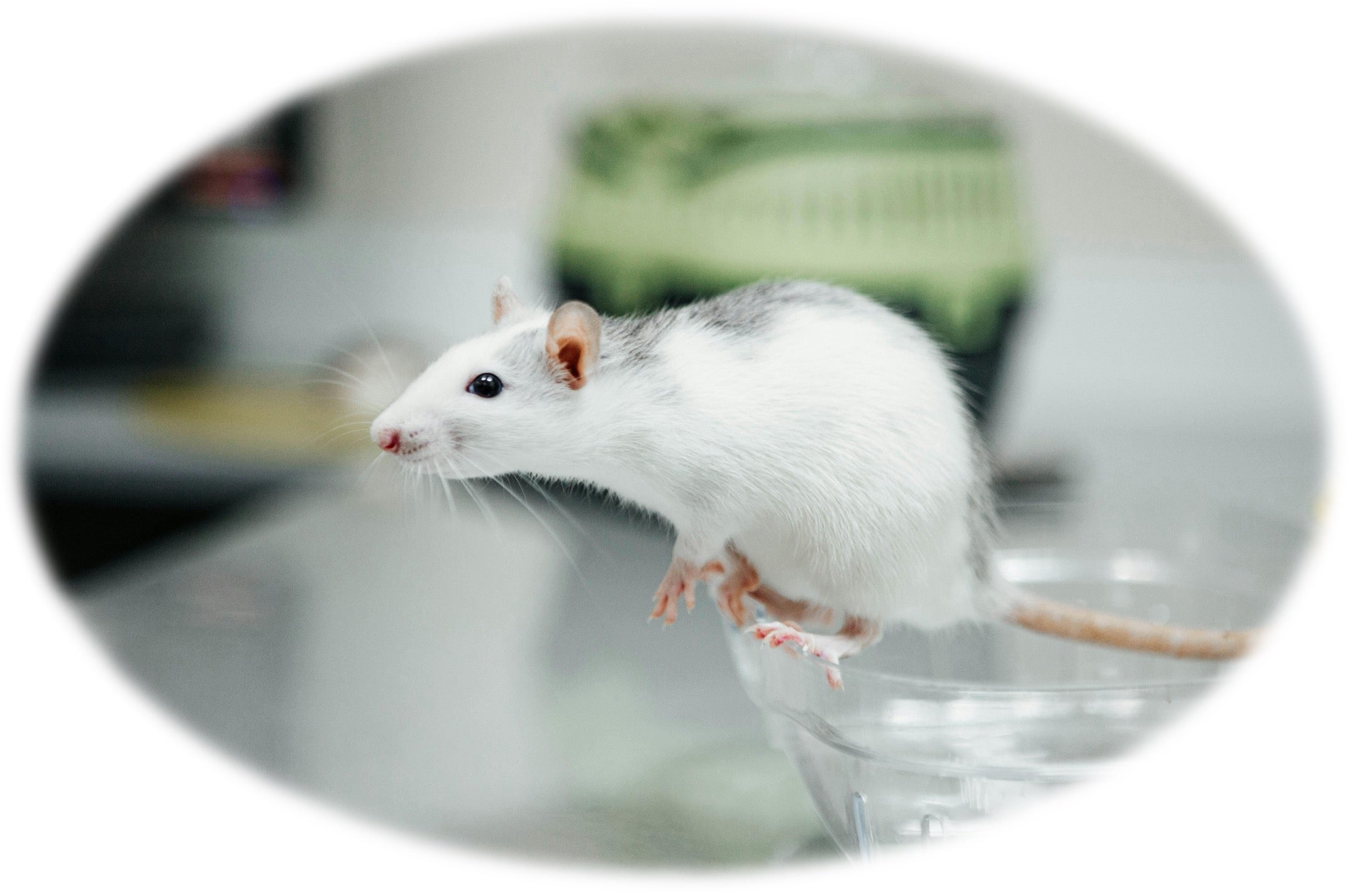 An image of a white laboratory mouse