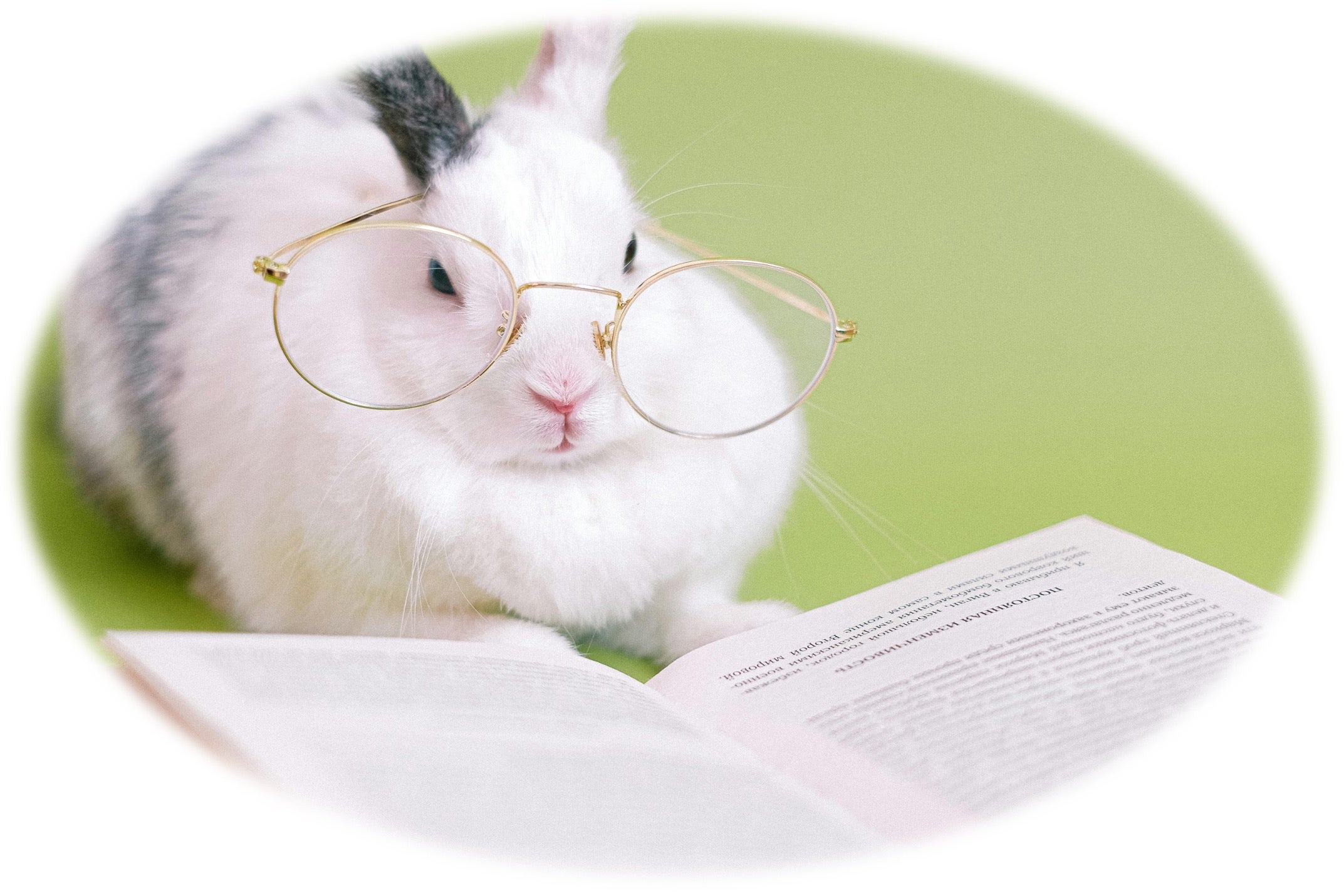 An image of a rabbit reading a book.
