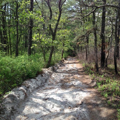 Silas Little Experimental Forest