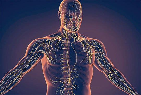 human nervous system