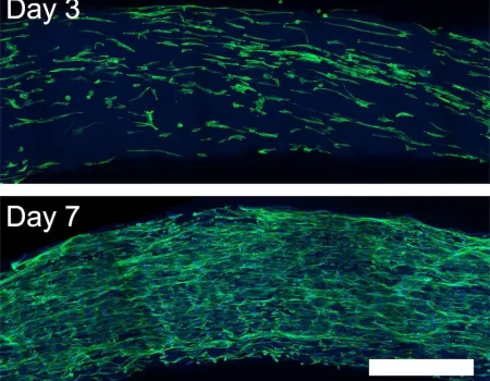 Rice discovery represents ‘crucial step’ for tissue engineering